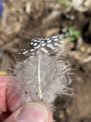 Numida meleagris domesticus