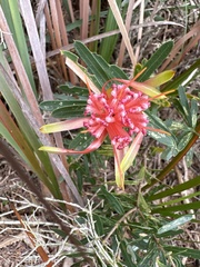 Lambertia formosa