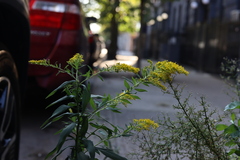 Solidago