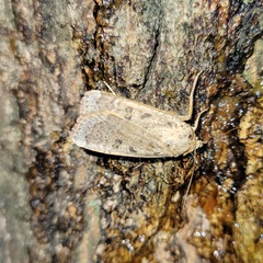 Abagrotis