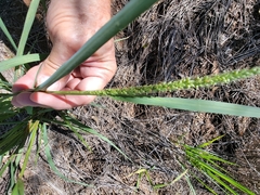 Setaria leucopila
