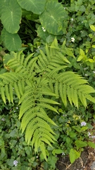 Pteris wallichiana