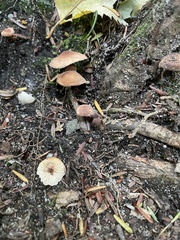 Pholiota terrestris