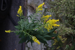 Solidago