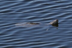Malaclemys terrapin terrapin