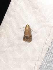 Eulogia ochrifrontella