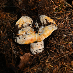Cantharellus subalbidus
