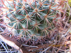 Mammillaria rhodantha fera-rubra