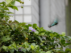 Graphium sarpedon connectens