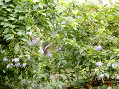 Graphium sarpedon connectens