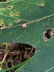 Zopheroteras sphaerula