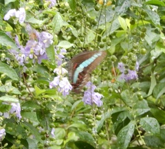Graphium sarpedon connectens