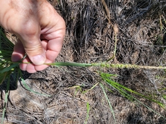 Setaria leucopila