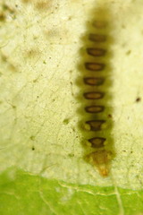 Cameraria corylisella