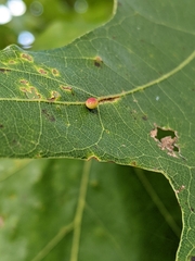 Zopheroteras sphaerula