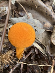 Aureoboletus auriflammeus