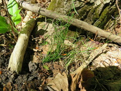 Equisetum scirpoides