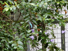 Graphium sarpedon connectens