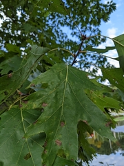 Zopheroteras sphaerula