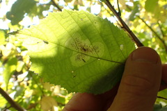 Cameraria corylisella