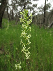 Stackhousia monogyna