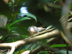 Orthotomus ruficeps