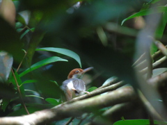 Orthotomus ruficeps