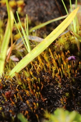 Eccremidium pulchellum