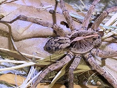 Tigrosa georgicola