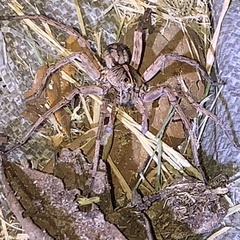 Tigrosa georgicola
