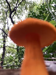 Aureoboletus auriflammeus