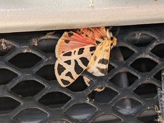 Apantesis incorrupta