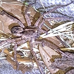 Tigrosa georgicola