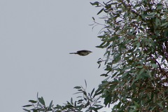 Cincloramphus mathewsi