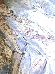 Tigrosa georgicola