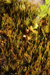 Eccremidium pulchellum