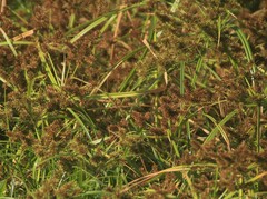 Cyperus erythrorhizos