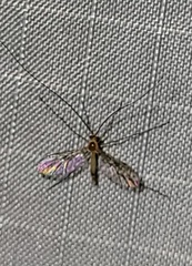 Macrocera inconcinna