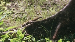 Callosciurus erythraeus styani