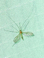 Macrocera inconcinna