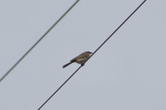 Cincloramphus mathewsi