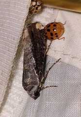 Magusa divaricata