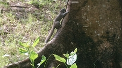 Callosciurus erythraeus styani