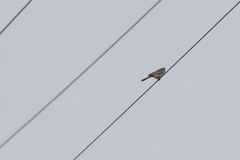 Cincloramphus mathewsi