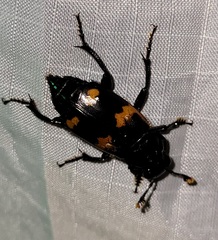 Nicrophorus sayi