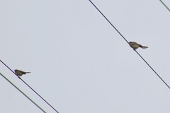 Cincloramphus mathewsi