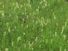 Stackhousia monogyna