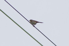 Cincloramphus mathewsi