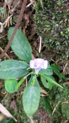 Bonnaya ruelloides