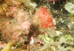 Boltenia villosa